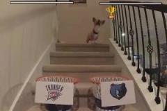 這還有可能嗎？網(wǎng)紅柯基預(yù)測(cè)雷霆灰熊首輪賽果，雷霆搶七晉級(jí)！